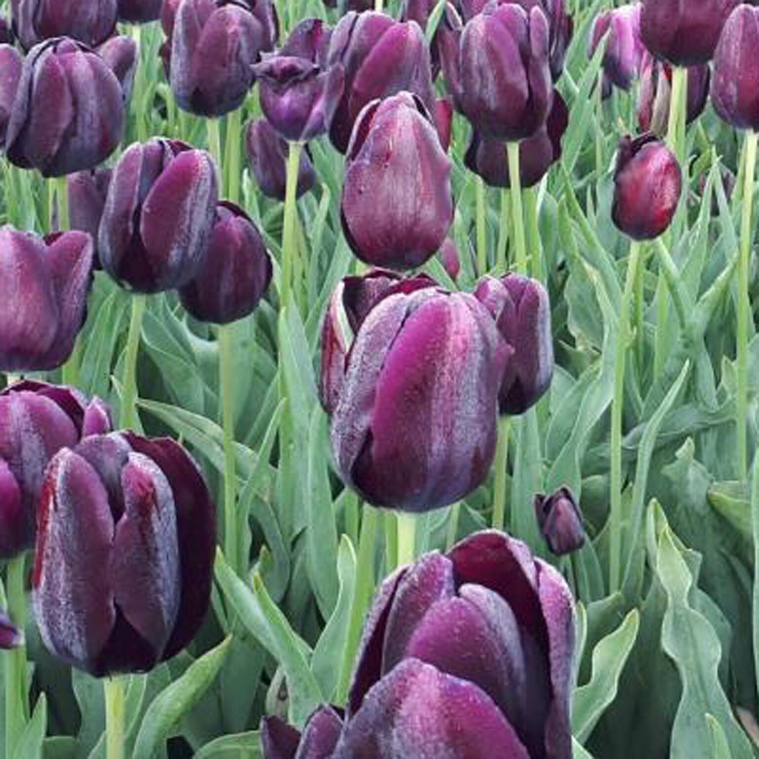 Tulips Lilyfields Hakatere